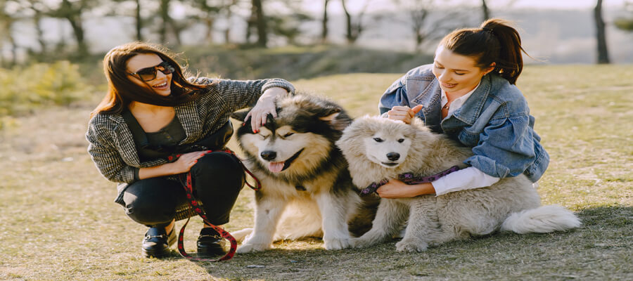 How to Socialize Your Puppy with Other Dogs